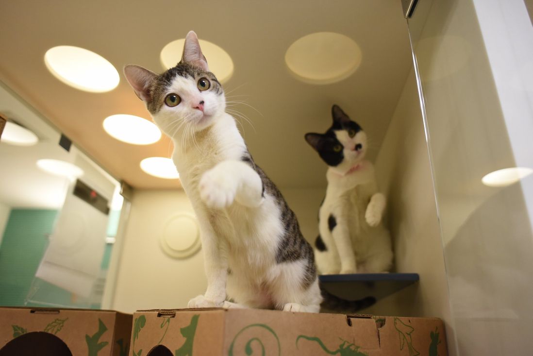 Jolly and Polly (details for <a href="https://www.aspca.org/nyc/aspca-adoption-center/adoptable-cats/jolly-a28101135">Jolly</a> & <a href="https://www.aspca.org/nyc/aspca-adoption-center/adoptable-cats/polly-a28101218">Polly</a>) are a bonded pair, which means they must be adopted together. These two cuties love each other so much that they just can’t stand to be apart! They still have a lot of growing up to do, so their adopter should have the patience and humor to enjoy two funny kittens.<br>